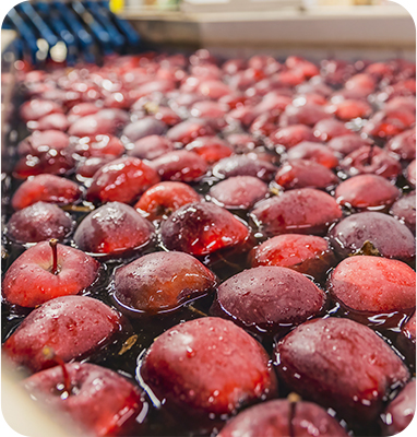 Fruit Washing Waxing and Grading