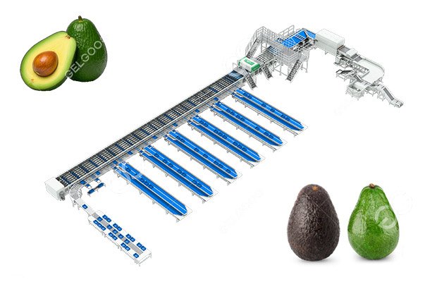 Complete Avocado Optical Sorting Line - GELGOOG