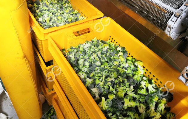 Vegetable Freezing Processing Line in Ecuador