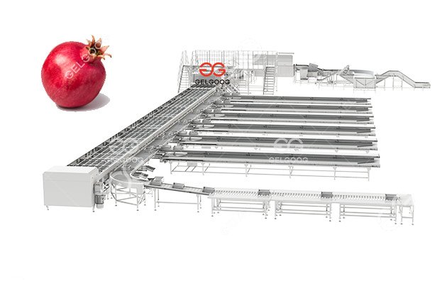 Pomegranate Sorting Line For Sale