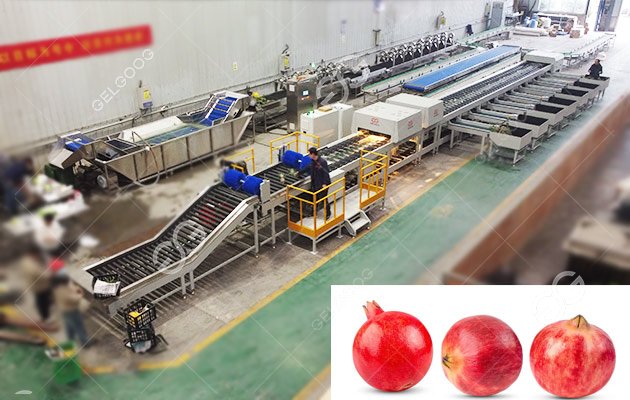 Industrial Pomegranate Sorting Line