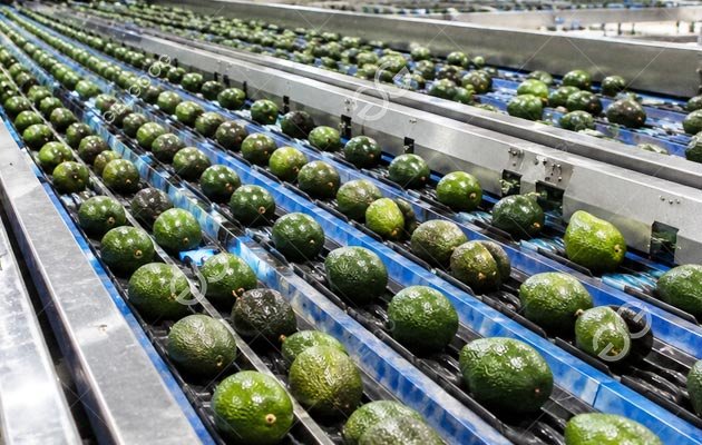 Industrial Avocado Optical Sorting Line
