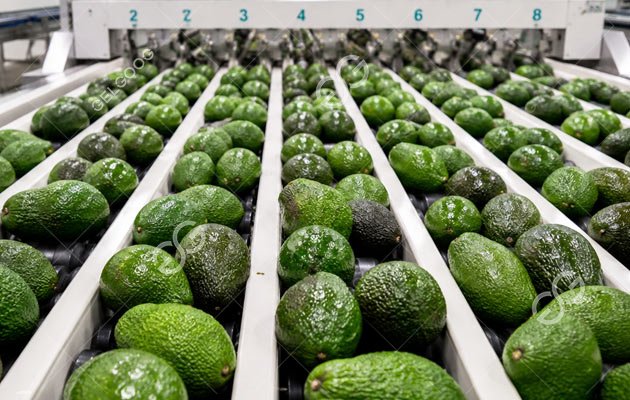 GELGOOG Avocado Optical Sorting Line GELGOOG Avocado Optical Sorting Line