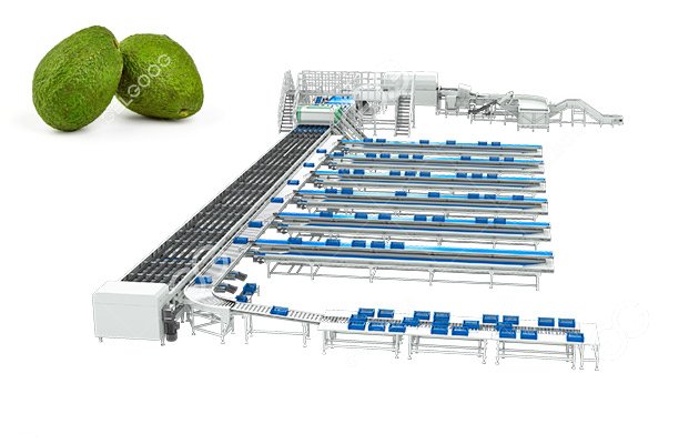 Automatic Avocado Optical Sorting Line