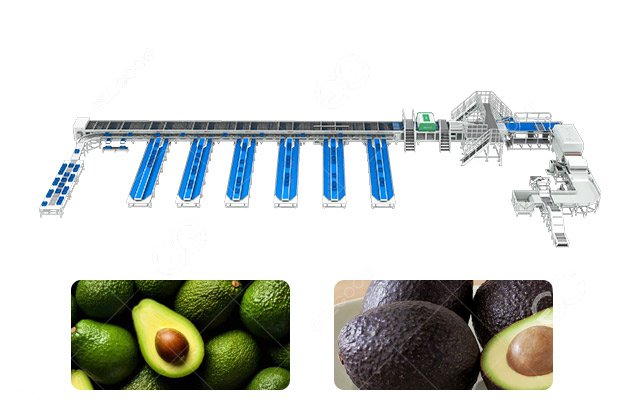 Avocado Sorting Line